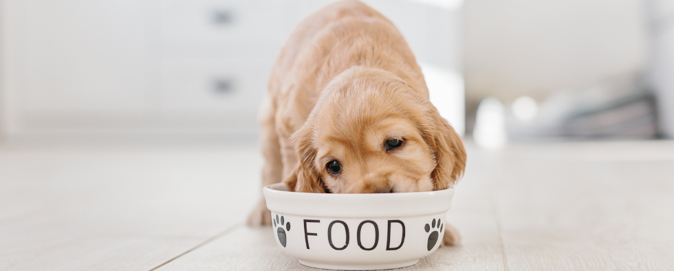 How Much Food Does A Puppy Need?