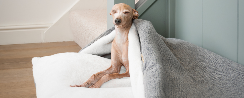 Italian Greyhound in a burrow bed