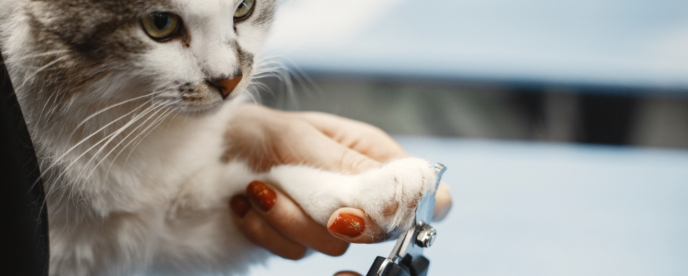 How Often Should You Trim Your Cat's Claws?
