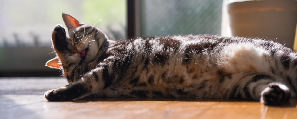 Cat sunbathing