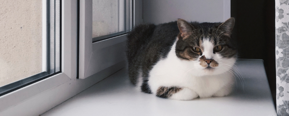 How To Calm An Anxious Cat