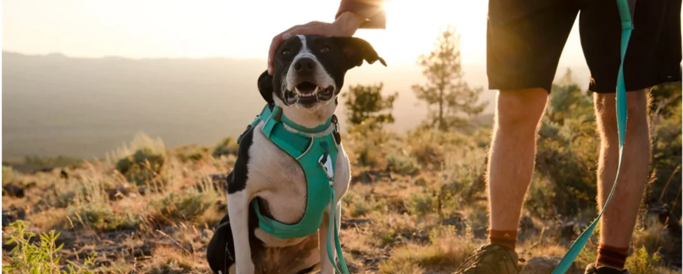 How To Choose A Dog Harness