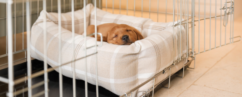 How To Clean Dog Bedding And Remove Dog Smells