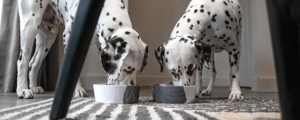 How To Clean Dog Bowls
