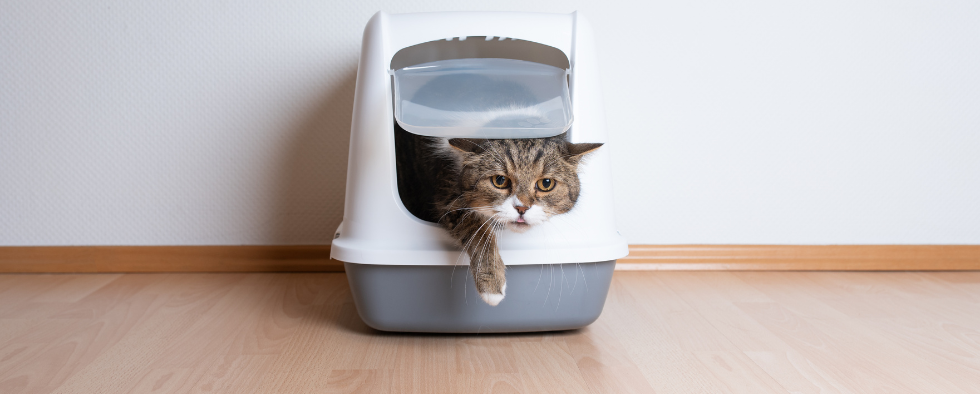 How To Dispose Of Cat Litter