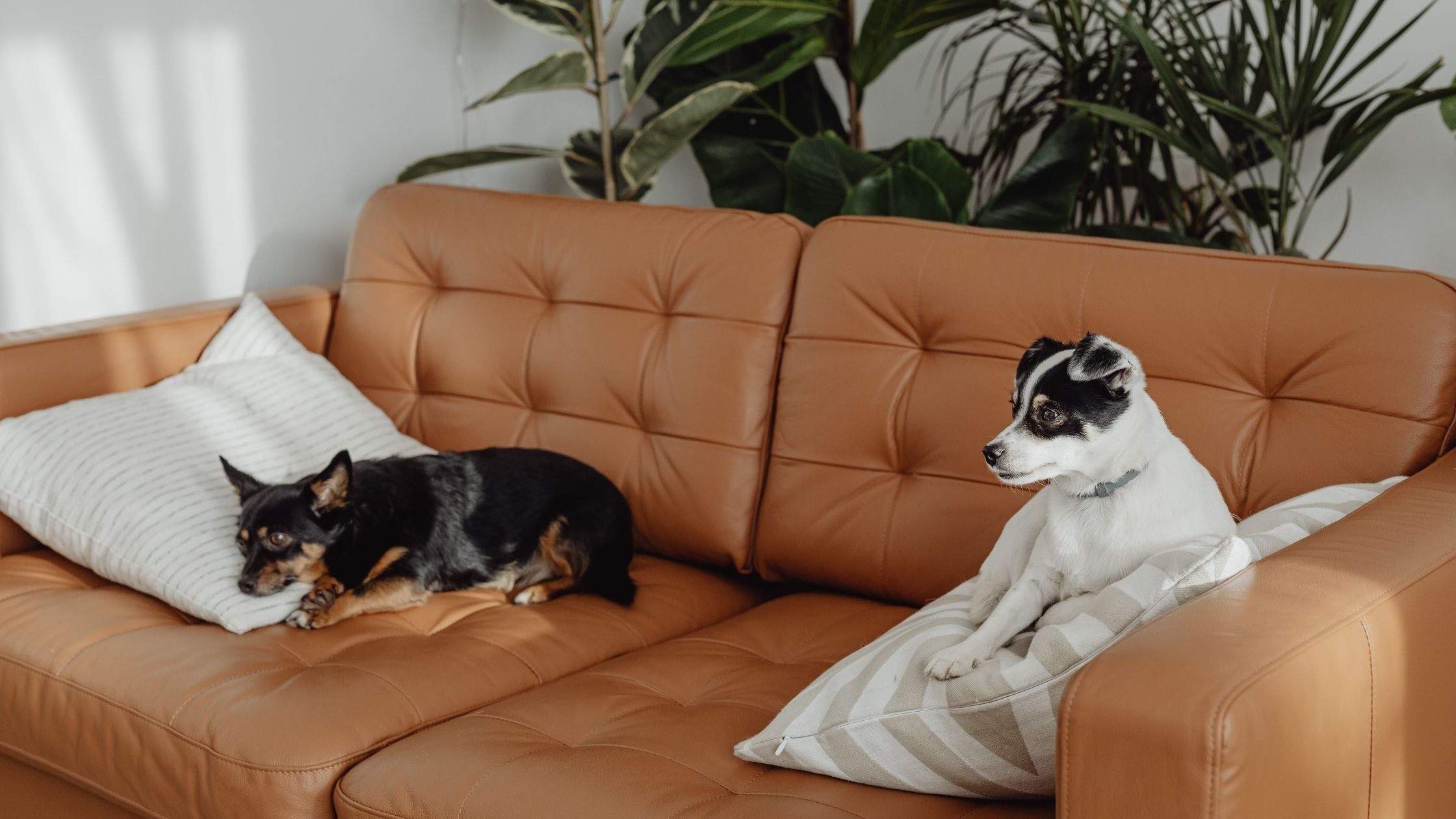 dogs meeting