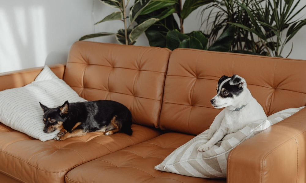 How to Introduce a New Puppy to a Resident Dog