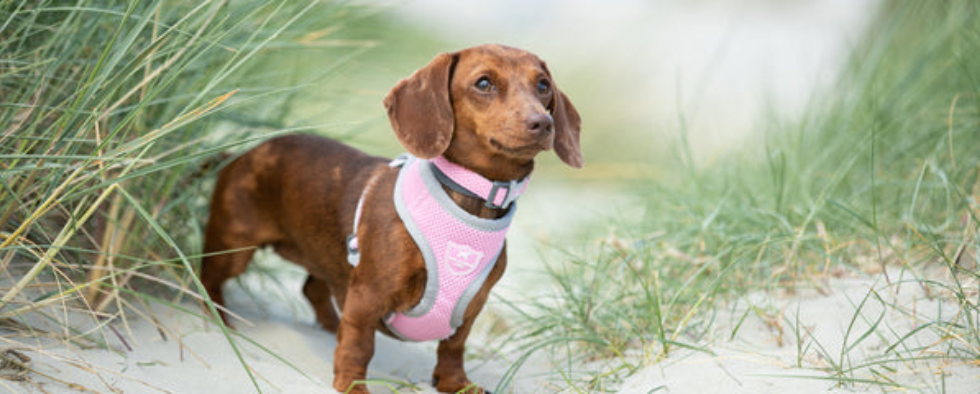 Dog Harness Size Guide