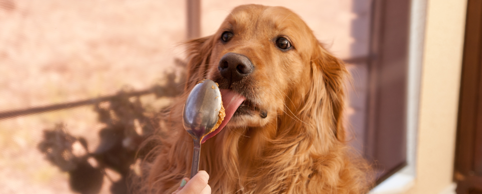 Golden retriever licking peanut butter off a spoon