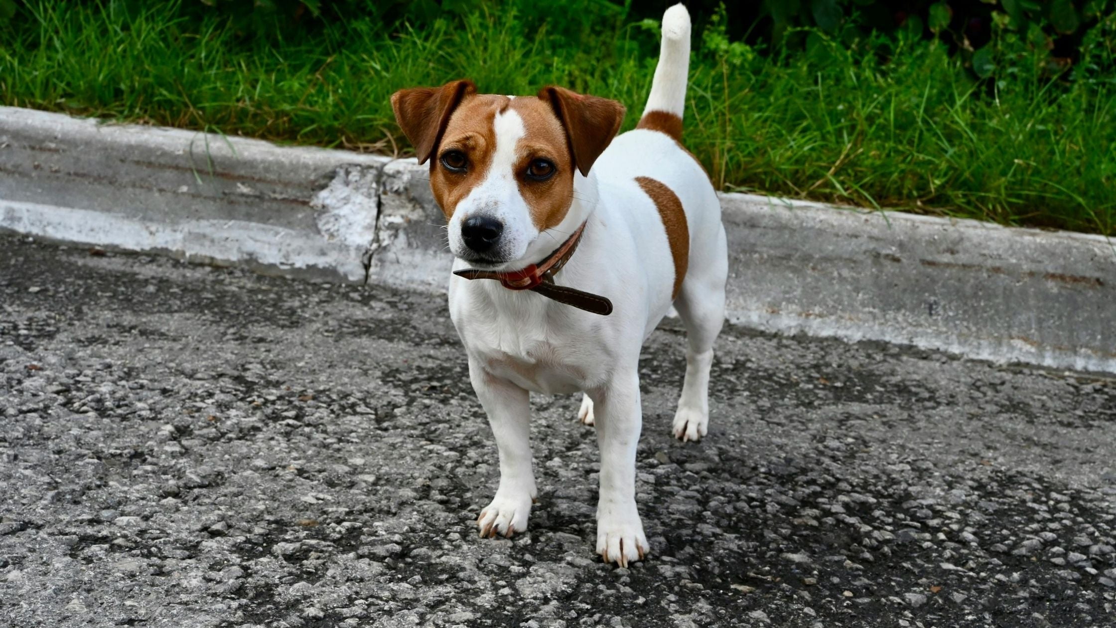 Jack Russell Terrier dog