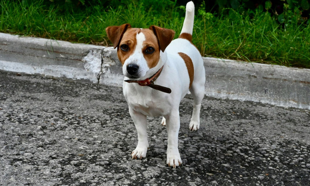 Jack Russell Terriers: Temperament, Care And What To Buy