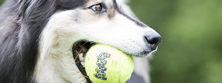 Brand Spotlight: KONG - Pet Toys For Cats & Dogs