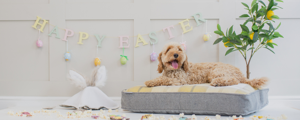 What To Get Your Pets For Easter