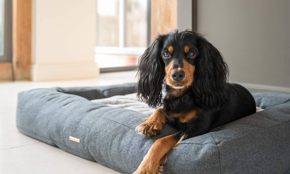 Orthopaedic Dog Beds: Are They Worth It?