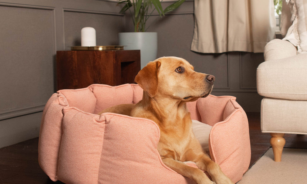 Top Dog Beds for Puppies, Seniors, and Every Stage In Between