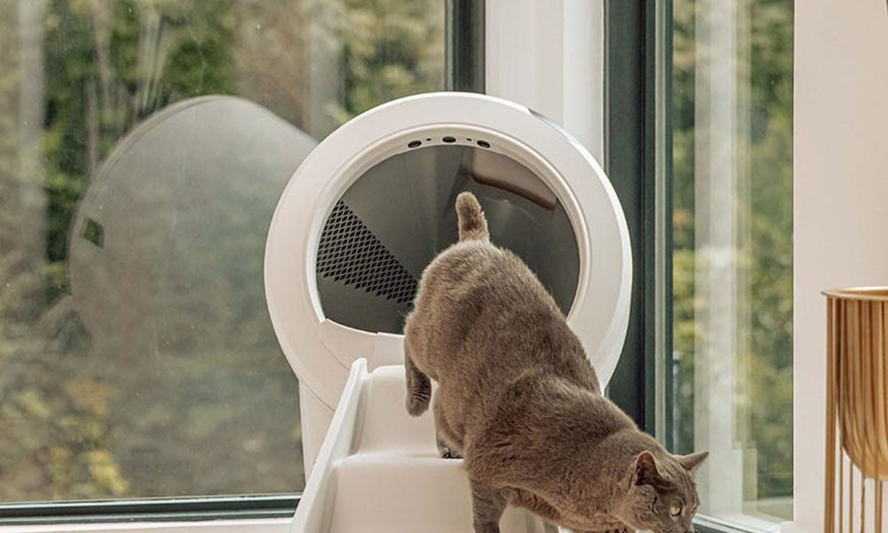 Can You Flush Your Dog and Cat’s Poo Down the Toilet? The Truth About Pet Waste Disposal in the UK