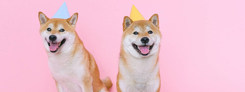 Let's Make a Toast - Celebrate New Year With Your Pets