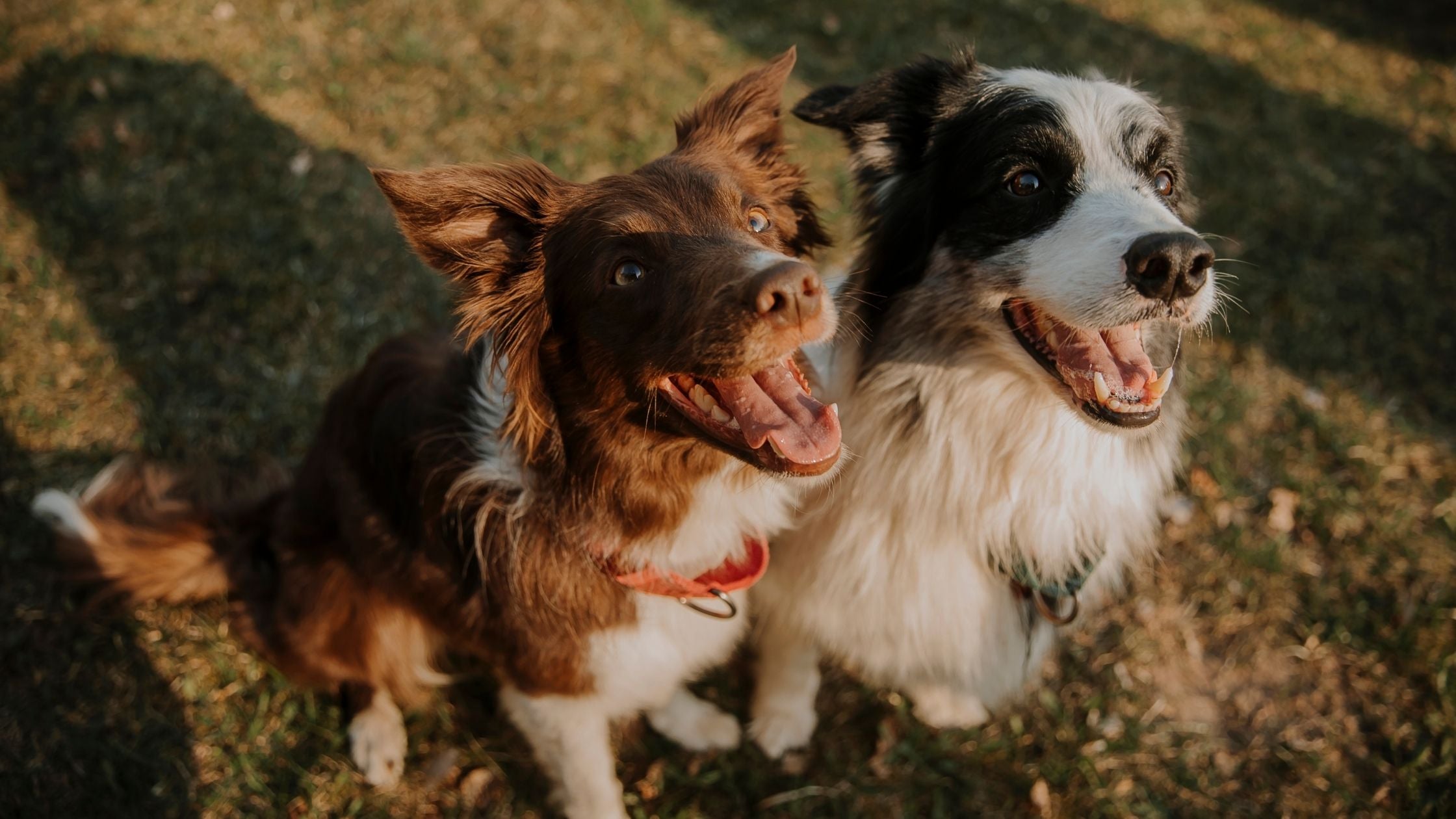 two dogs together