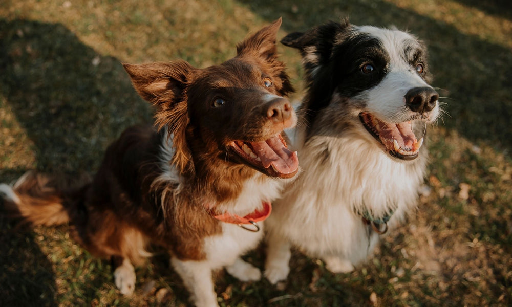 Medium Sized Dog Breeds UK: The Best Medium Dogs for Families
