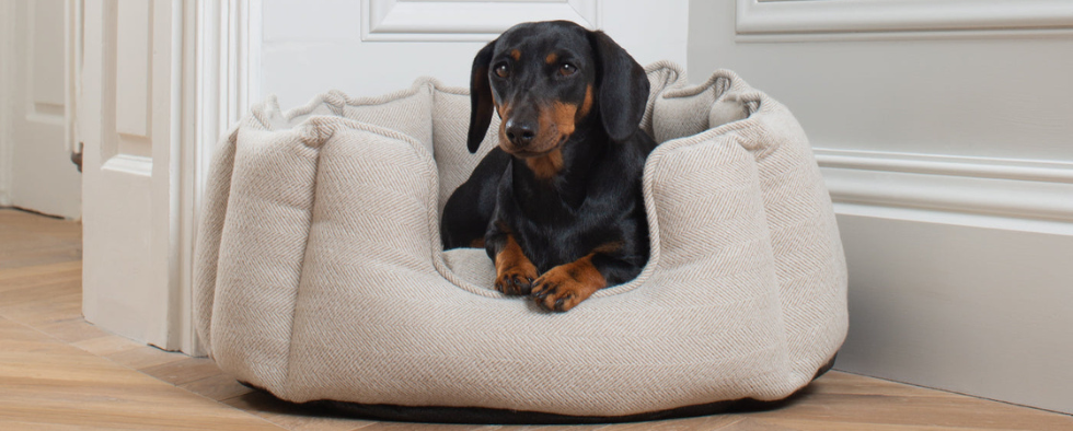 Essential Guide To Your Miniature Dachshund Puppy
