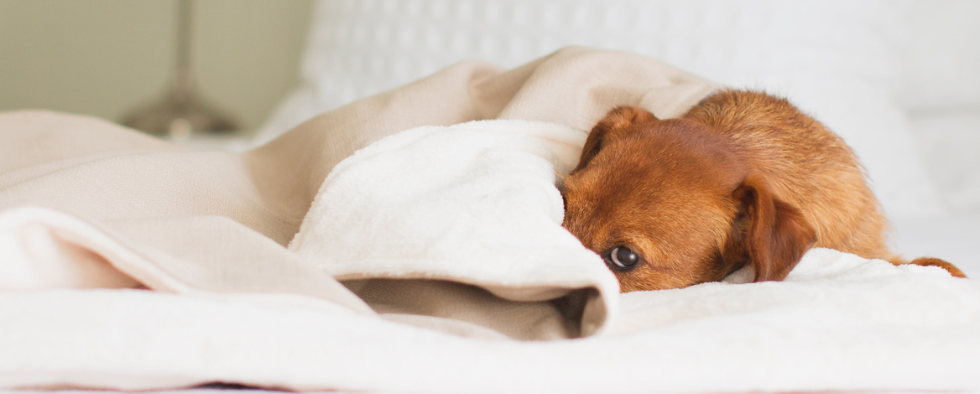 Natural Pet Remedies For Everyday Maladies