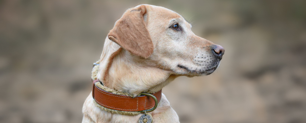 New Autumn Arrivals at Lords & Labradors