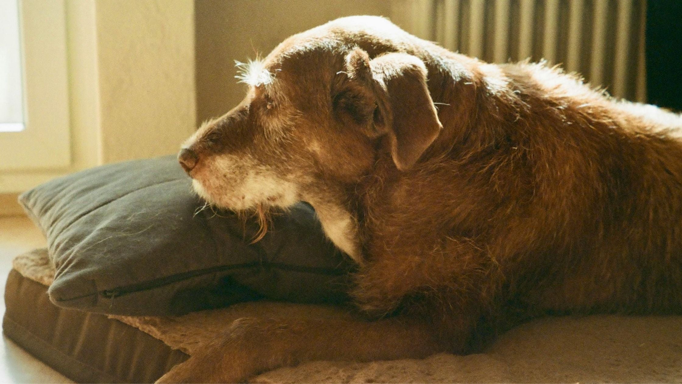 large dog on orthopedic dog bed