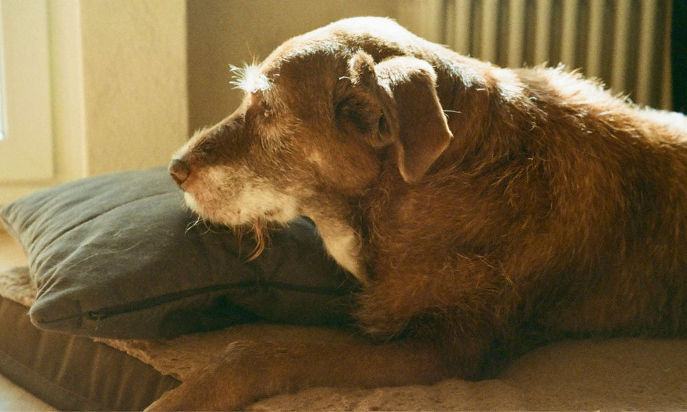 Best Orthopedic Dog Beds for Large Dogs