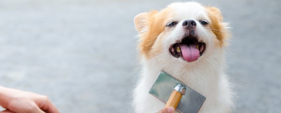 Our Top Winter Dog Grooming Tips