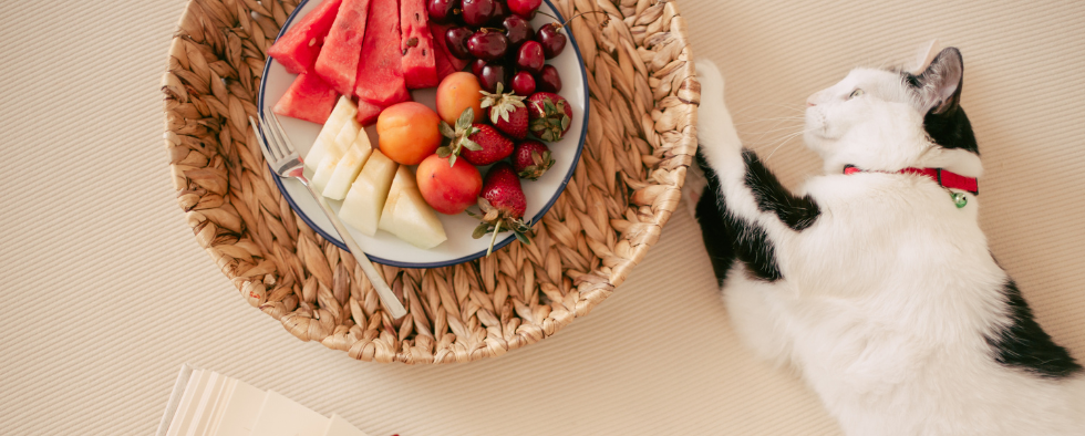 What Fruits Can Cats Eat?