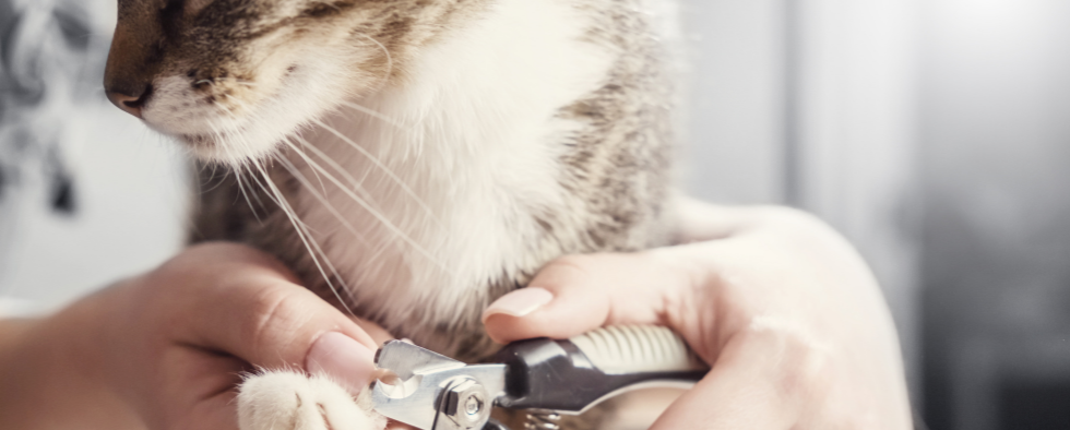 Cat having their nails cut