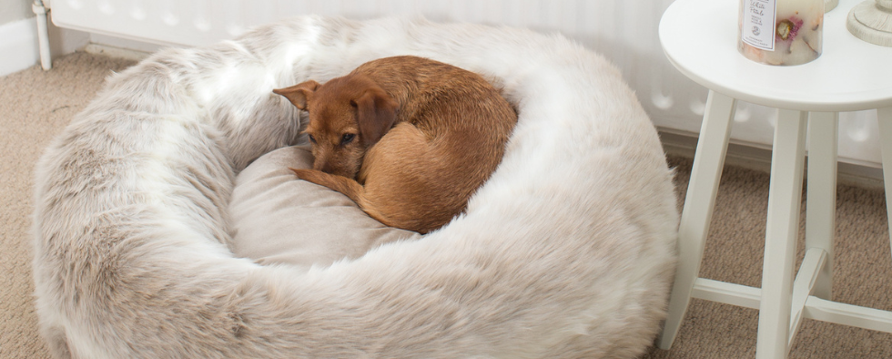 What To Do If My Dog Has Night Terrors