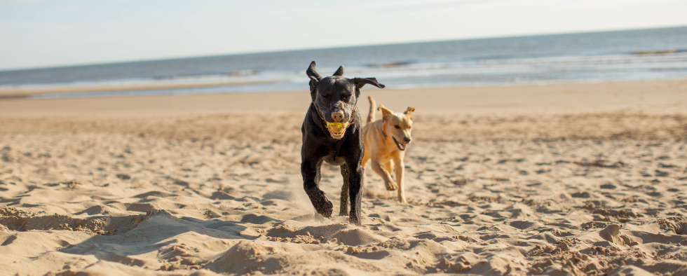 How To Teach A Dog To Fetch | L&L Info Hub – Lords & Labradors