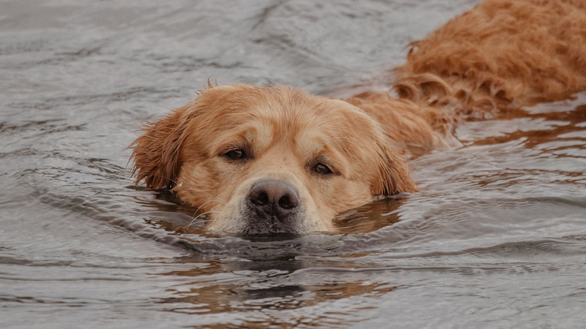 dog swimming 