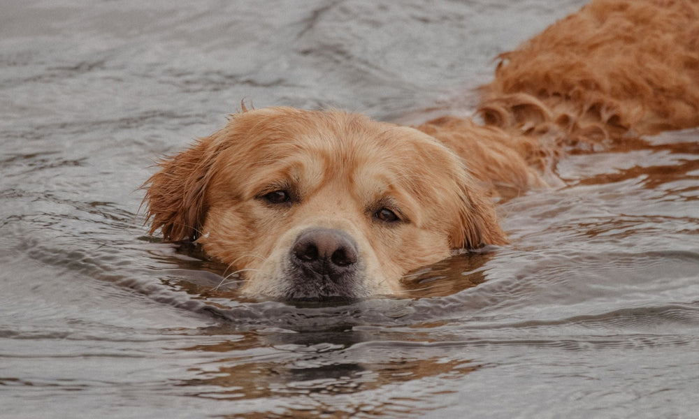 Best Cooling Products and Tips for Dogs in Summer