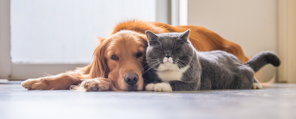 Pet Insurance - Is It Worth It?