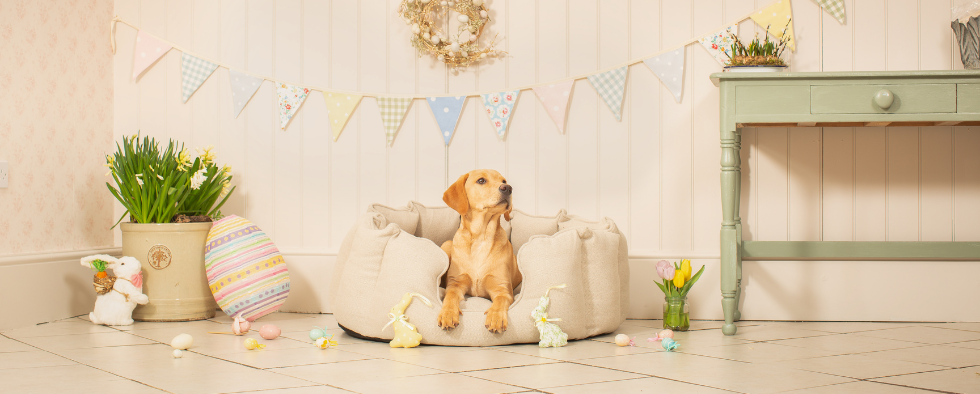 What To Do With Your Pets At Easter