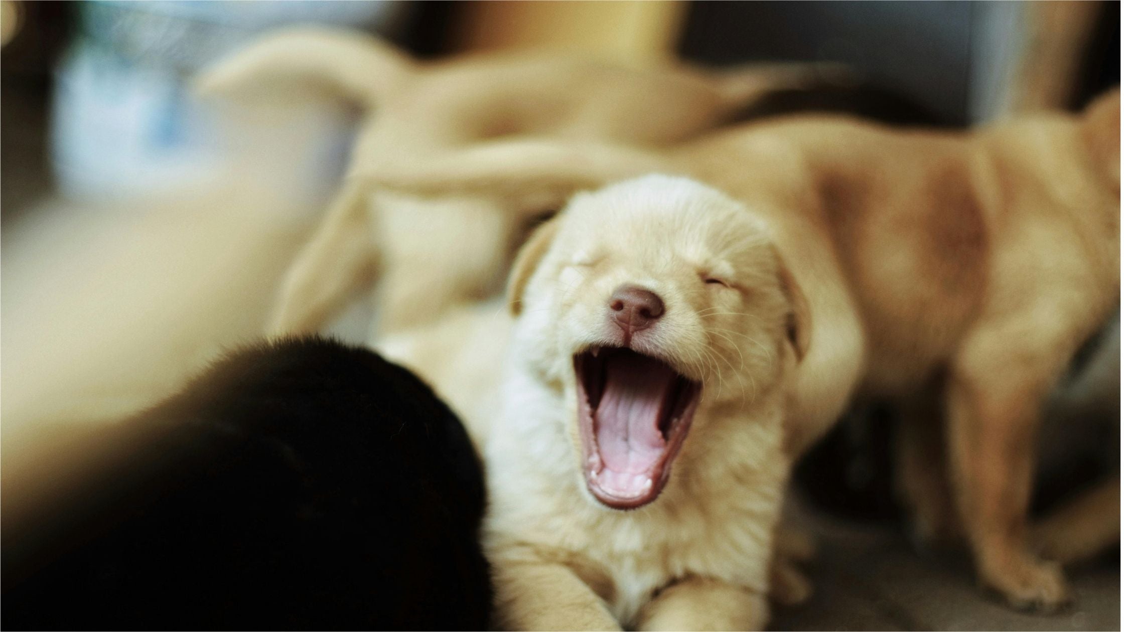 Puppy Teething Symptoms