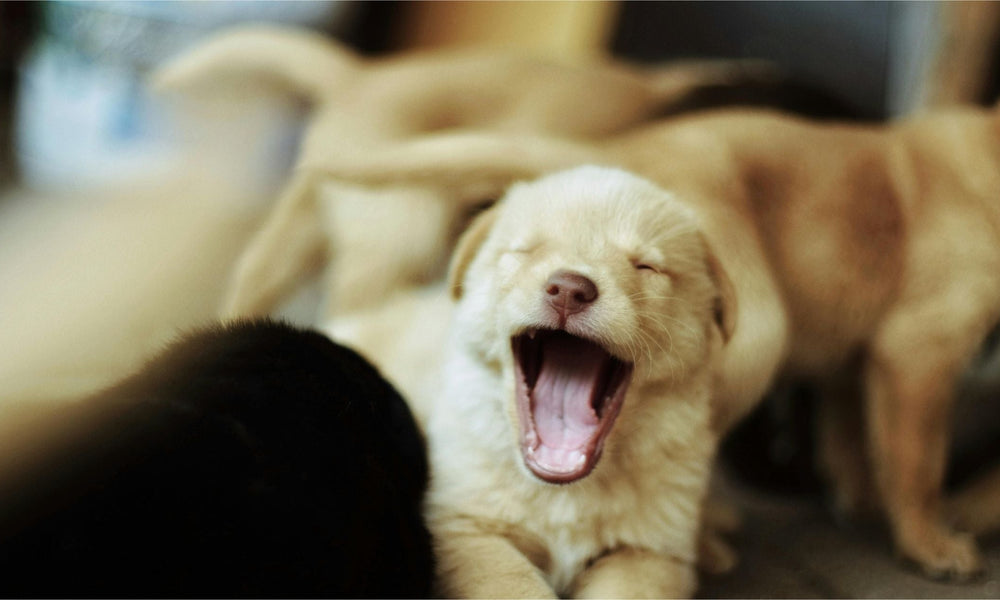 Puppy Teething Symptoms