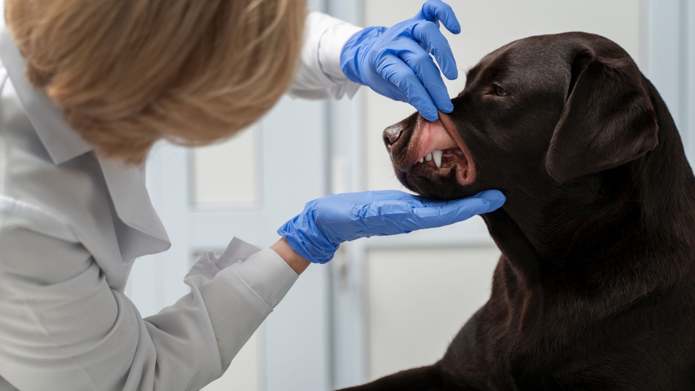Vet checking for rabies