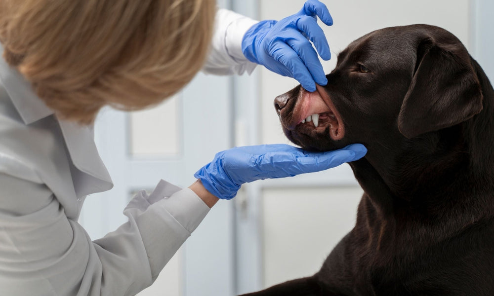 Early Signs of Rabies in Dogs