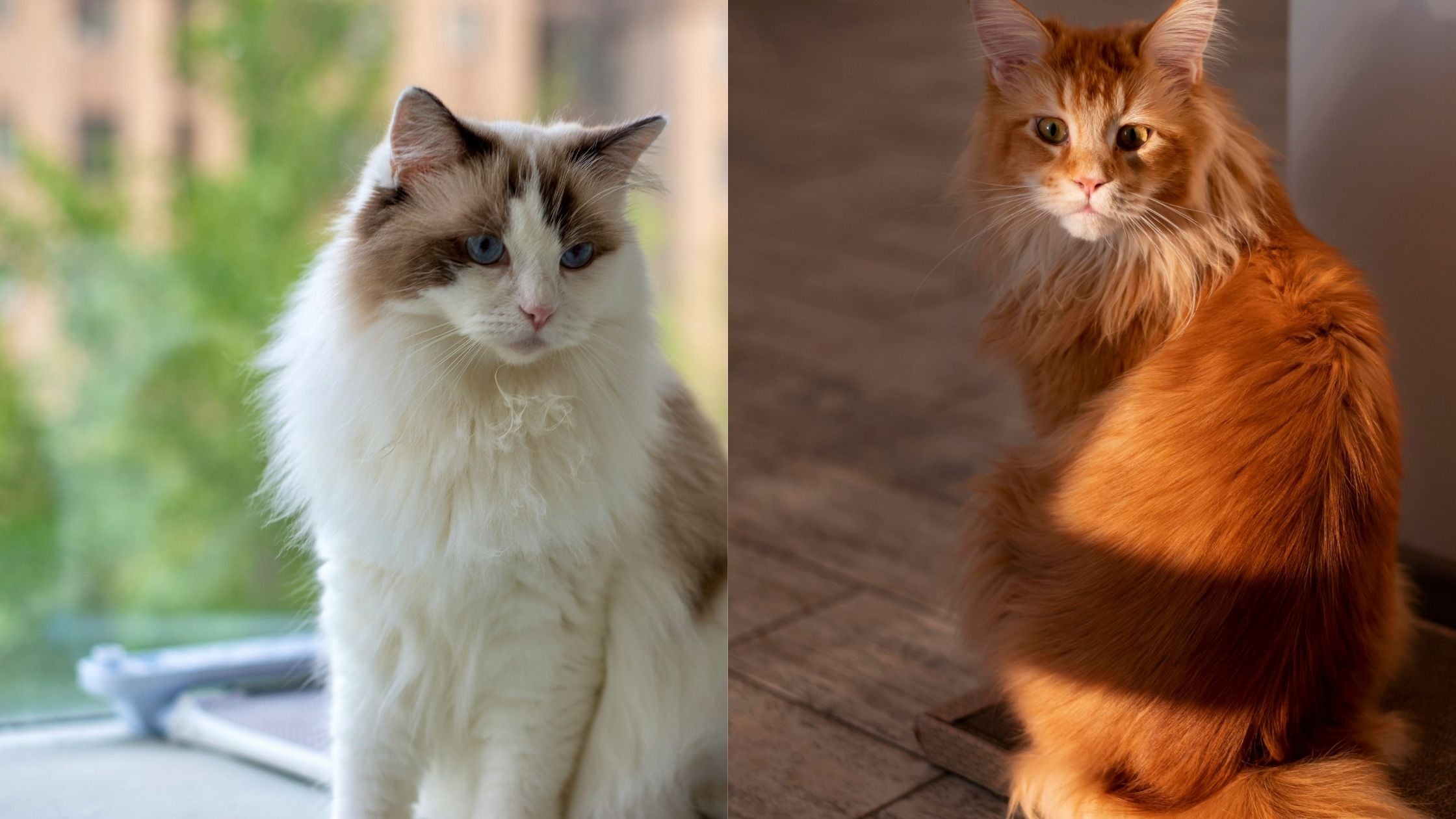 Ragdoll and Maine Coon 