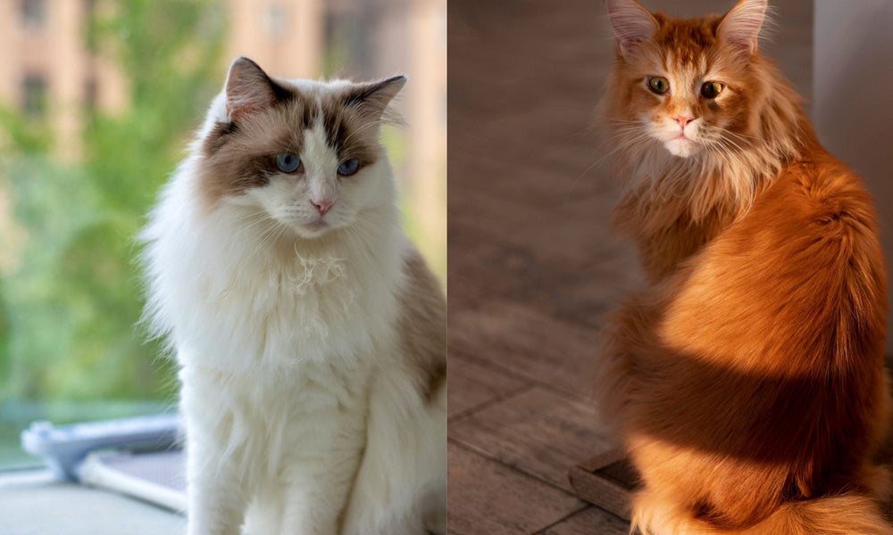 Ragdoll vs Maine Coon: Comparing The Two Gentle Giants