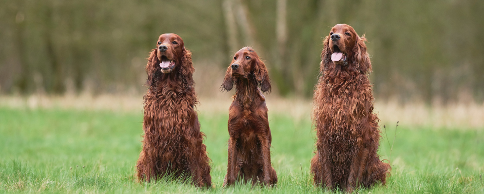 Three red setters