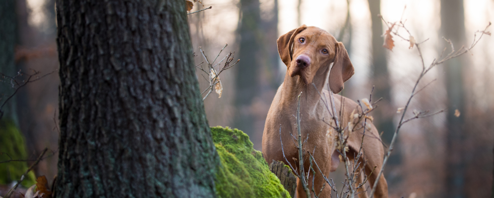 Seasonal Canine Illness - Advice for Dog Owners
