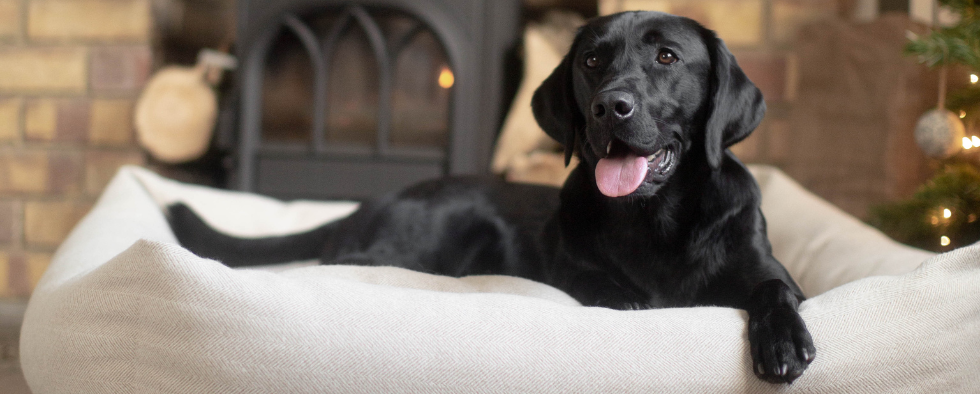 The Best Winter Dog Beds