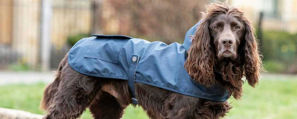 Should Dogs Wear Clothes?
