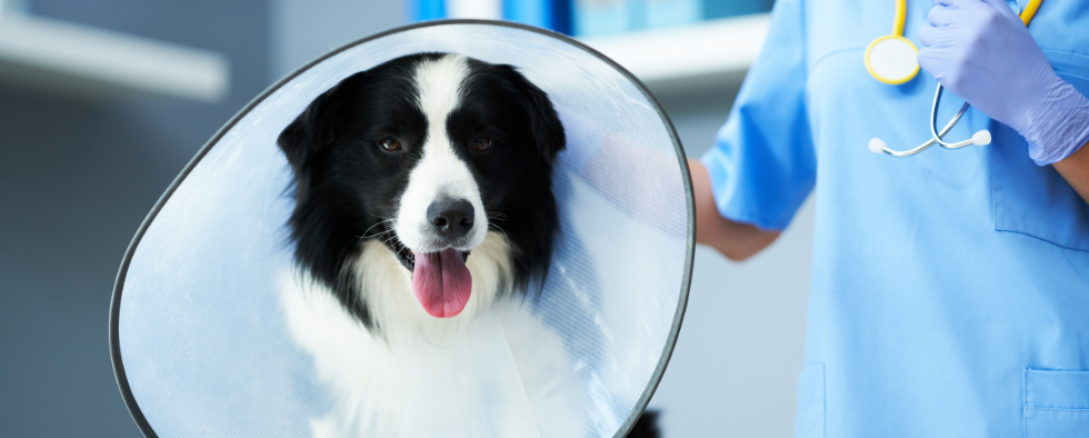 Border Collie wearing a cone after being neutered
