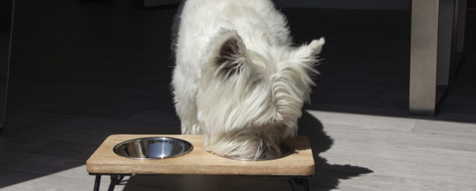 Should Dogs Eat From Raised Bowls?