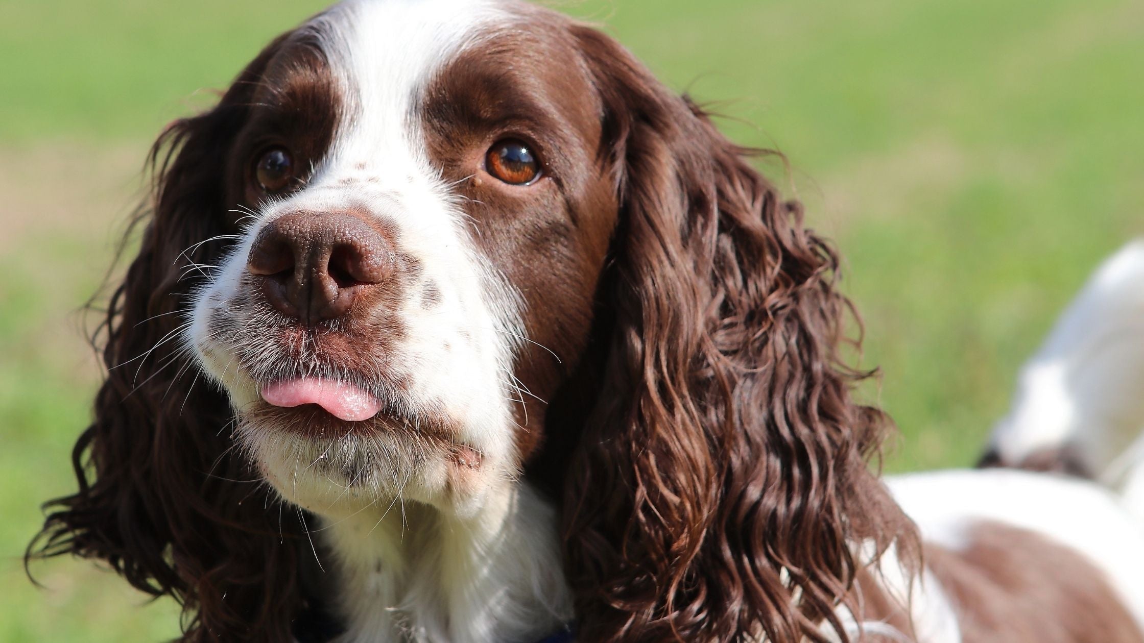  Springer Spaniel face